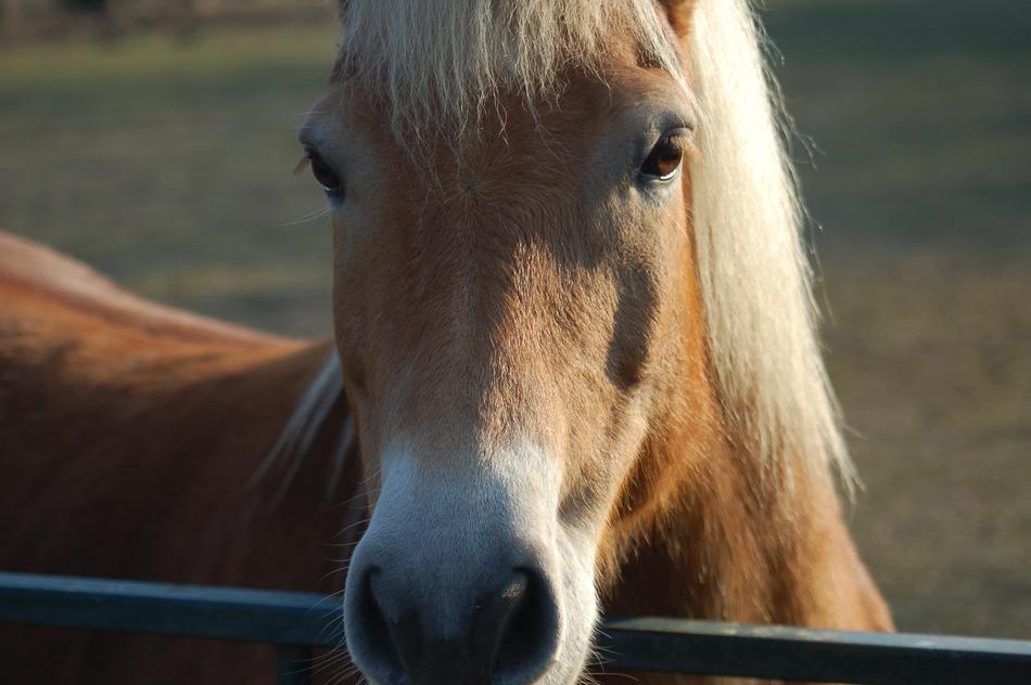 Horse Horses Riding