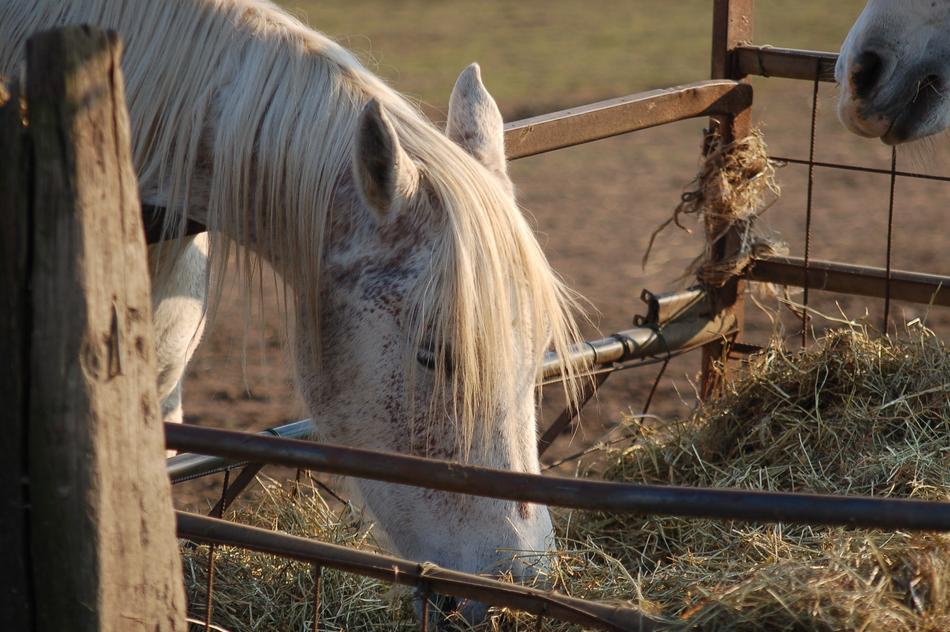 white magnificent horse on the farmwhite magnificent horse on the farm
