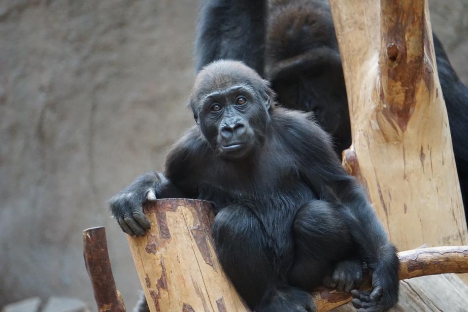 funny black gorilla