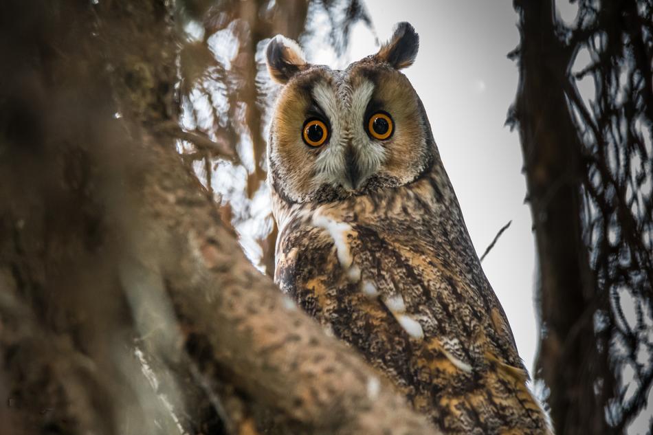 Owl Long-Eared Bird