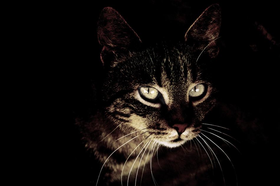 cat peeking out of the darkness