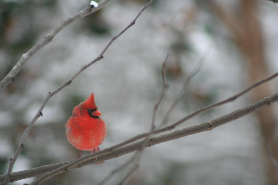 Cardinal Bird Winter