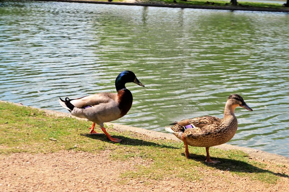 Duck Bird Lake