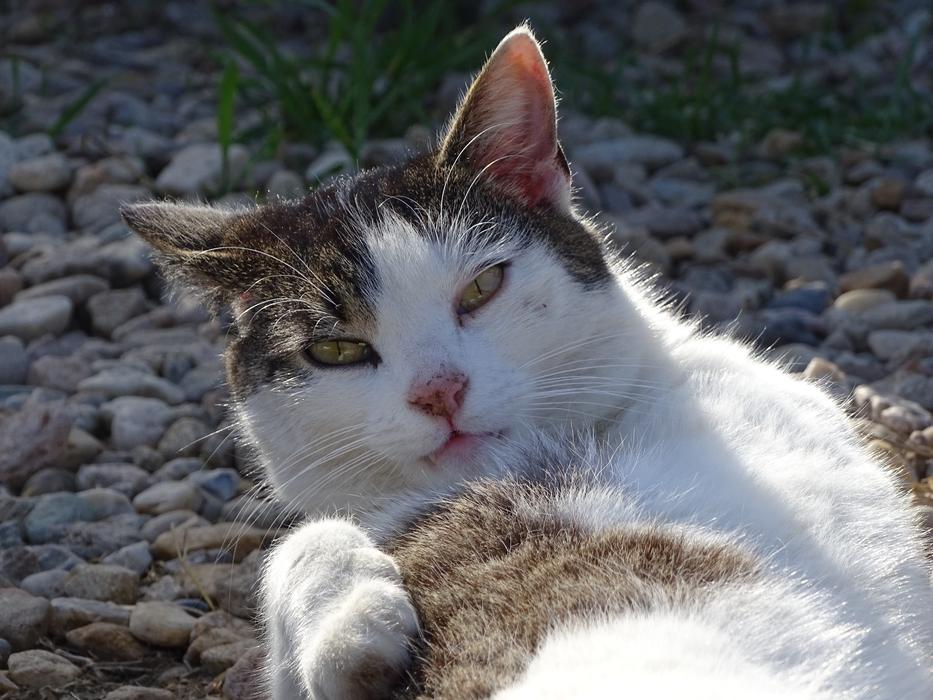 Cat View Pet