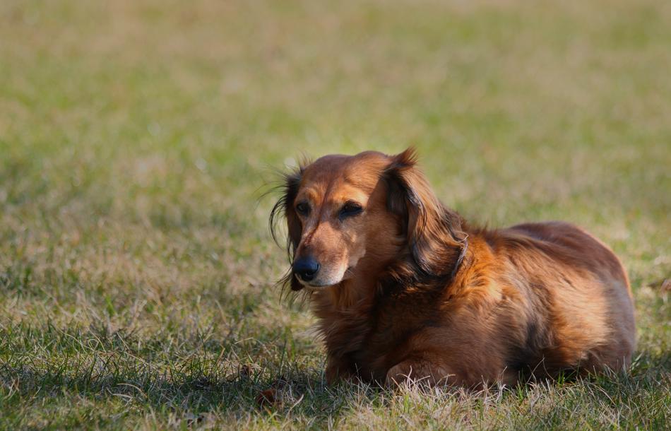 lying red dog