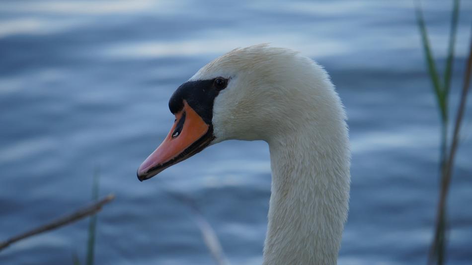 Bird Waters Swan