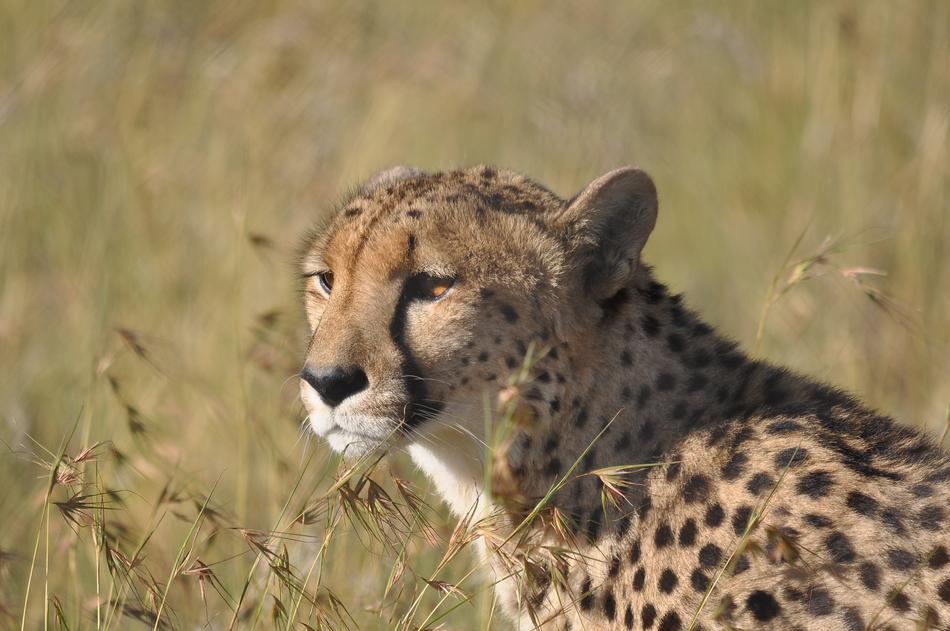 Wildlife Mammal Nature