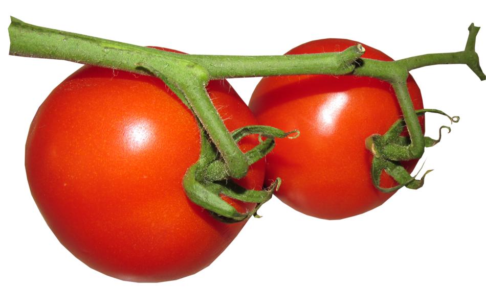 two large tomatoes on a branch