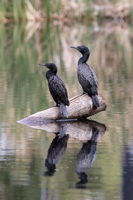 Bird Wildlife Nature