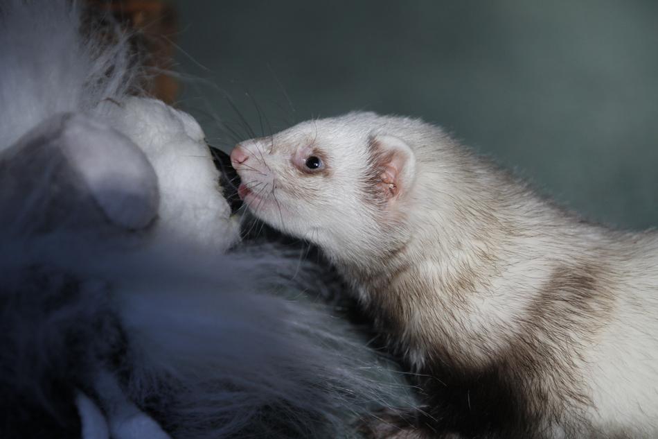 Mammal Cute Portrait