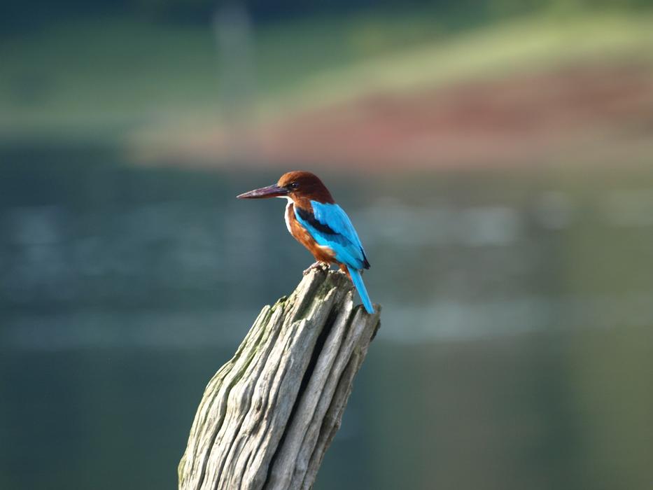 colored bird on a pole