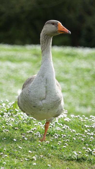 Goose Animal Fauna