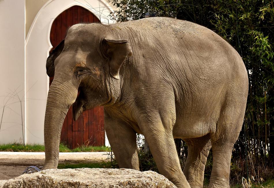 Elephant Proboscis Pachyderm