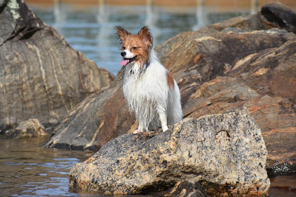 Dog Pet Papillon