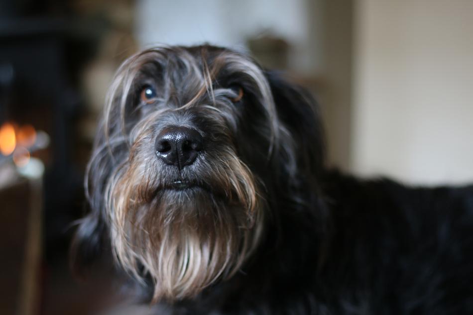 Dog Pet Portrait