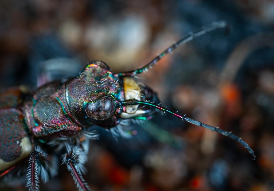 Bespozvonochnoe Insect Beetle