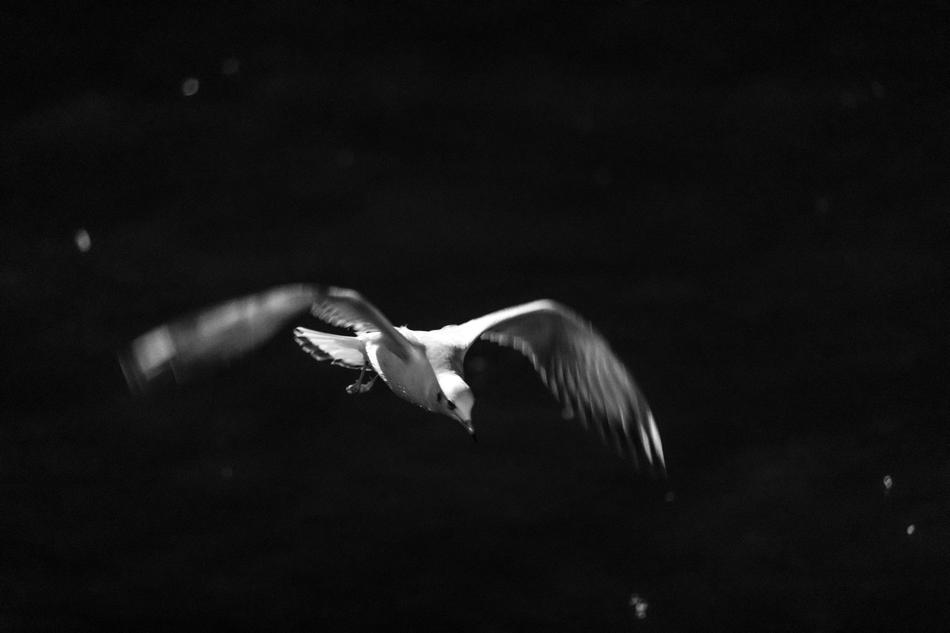 Seagull Bird Flying monochrome photo