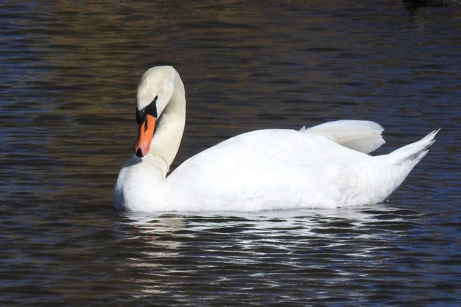 Wild White Swan in Water