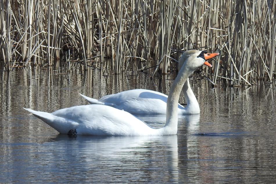 Swan Waters Bird Animal