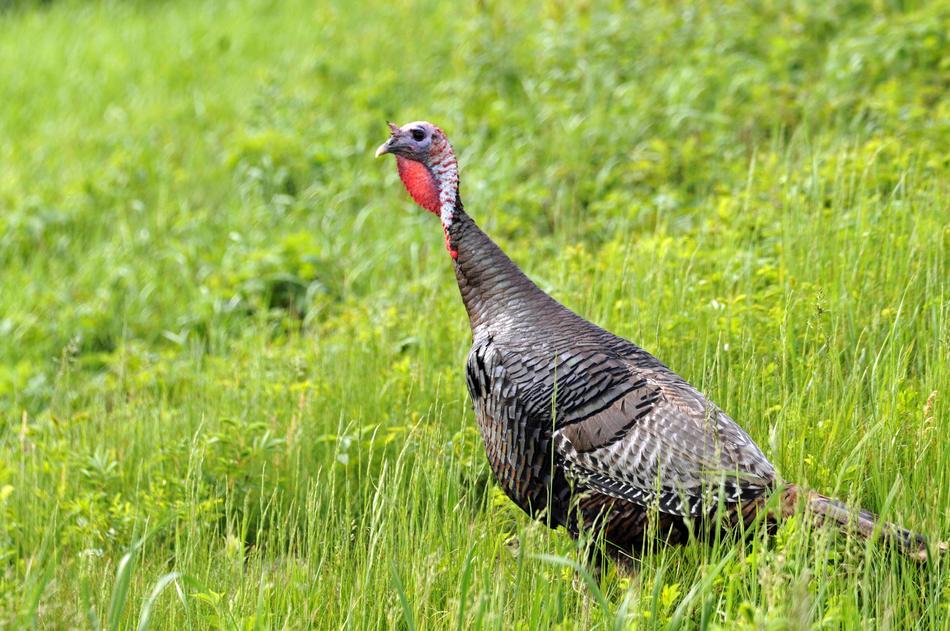 Turkey Bird Close Up