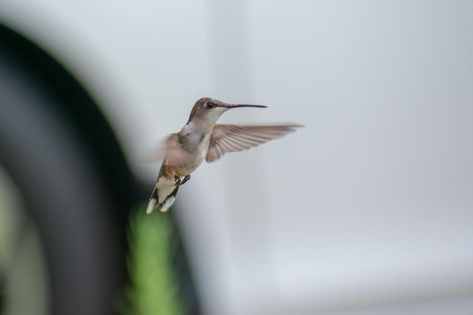 Bird Nature Hummingbird