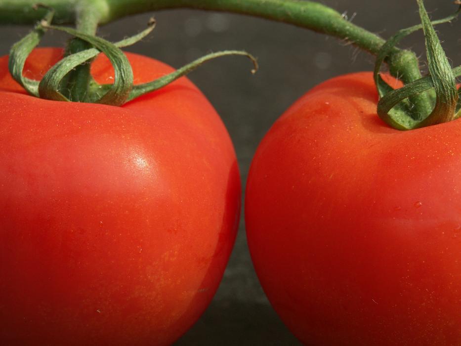 closeup of juicy ripe tomatoes