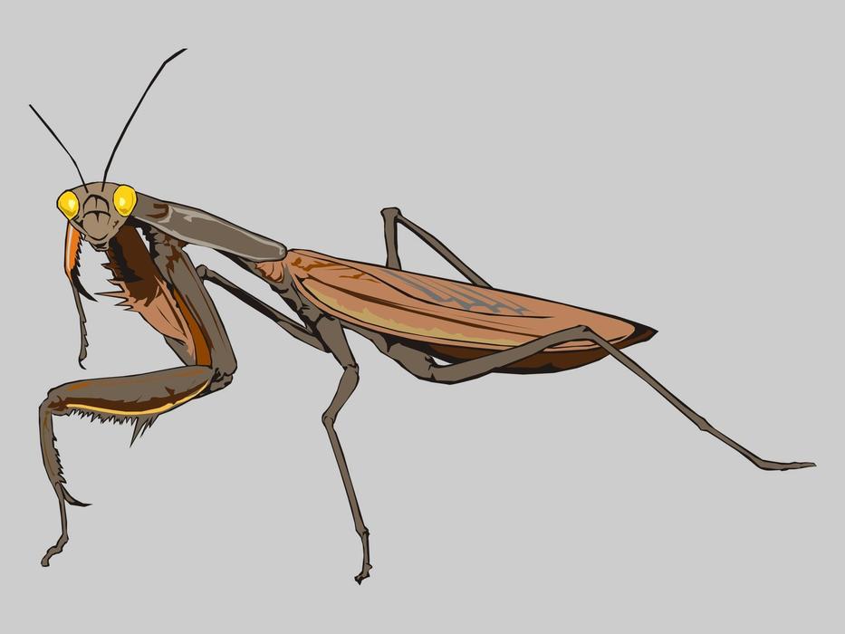 mantis insect animal antennas