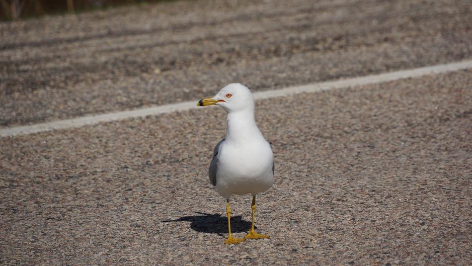 Seagull Bird Seabird