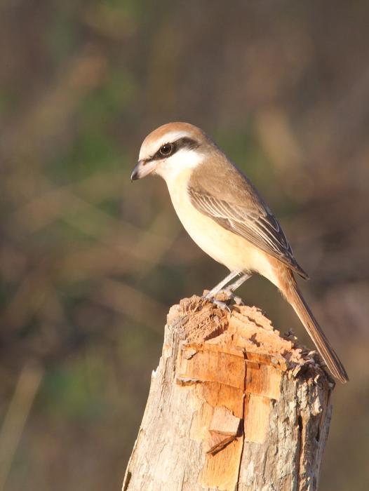 Brown Shrike Bird Avian
