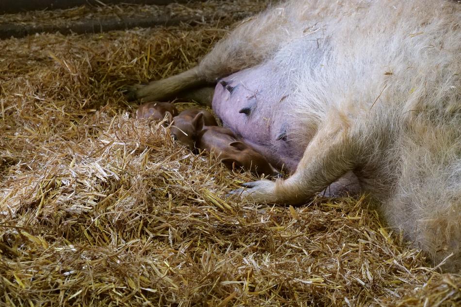Mammal Wool Pig Sheep