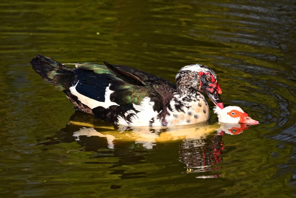 Muscovy Duck Bird Water