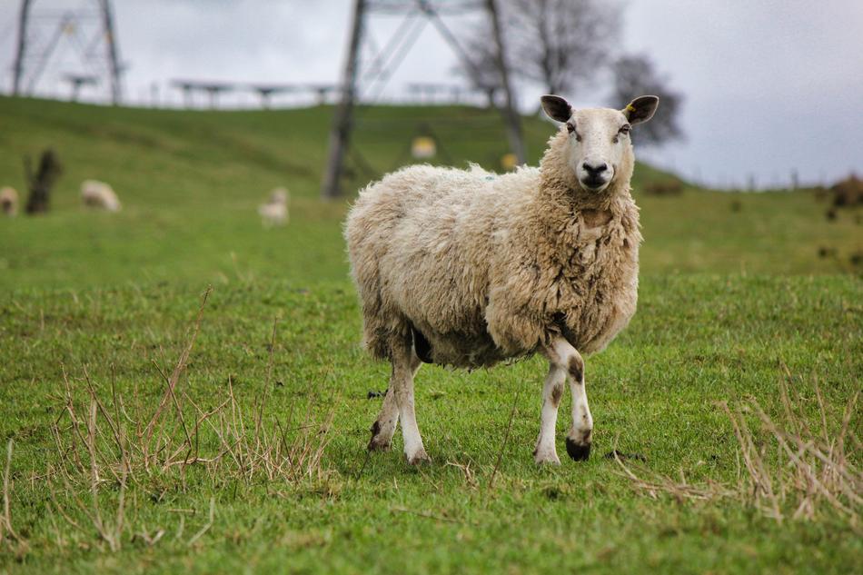 white sheep in green grass into trees