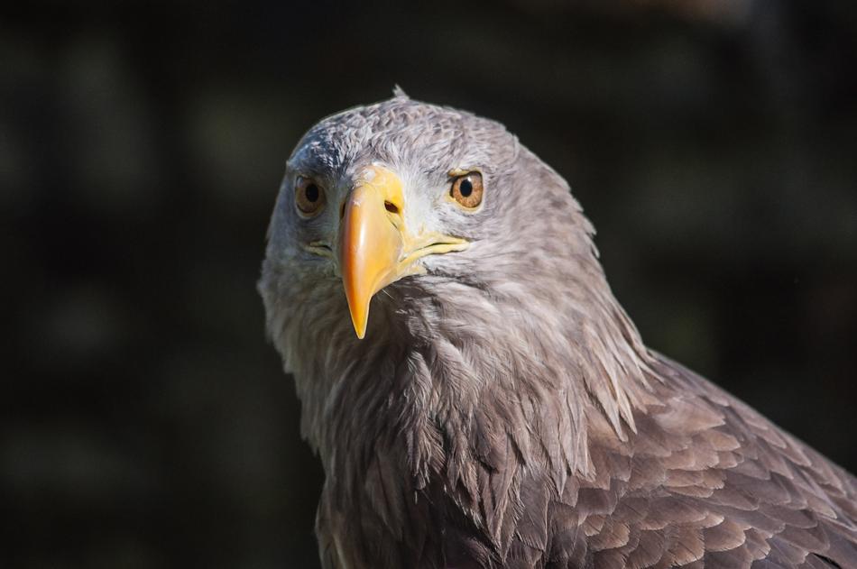 Adler Raptor Bird macro