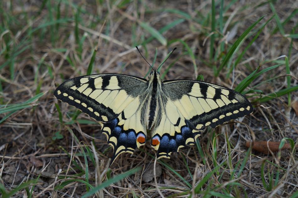 Butterfly Yellow Insect