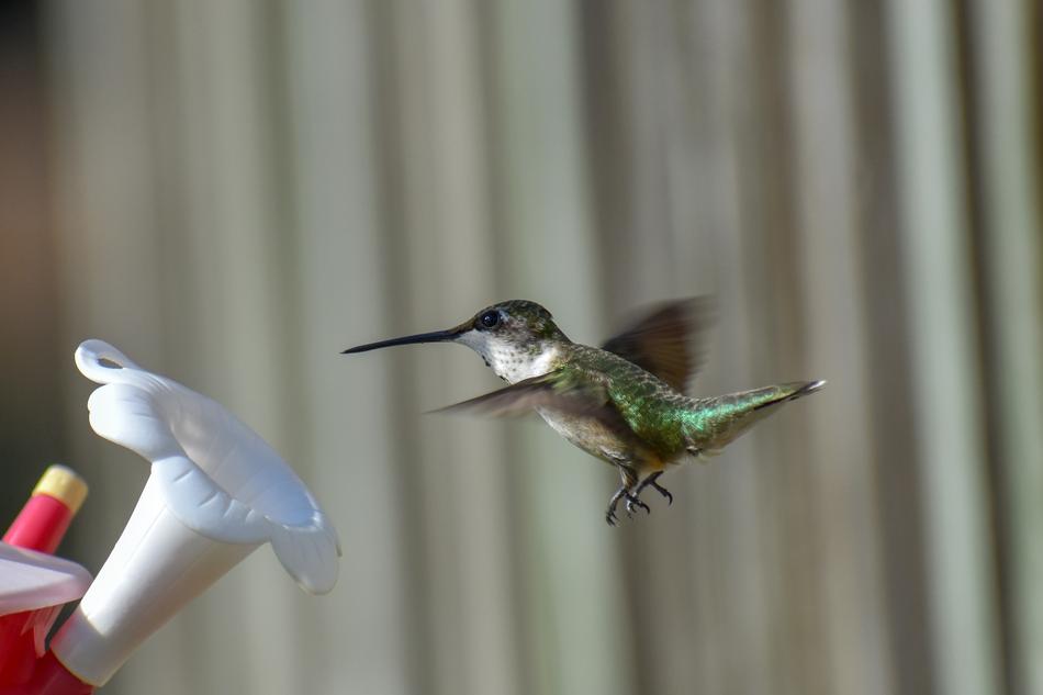 Bird Nature Hummingbird