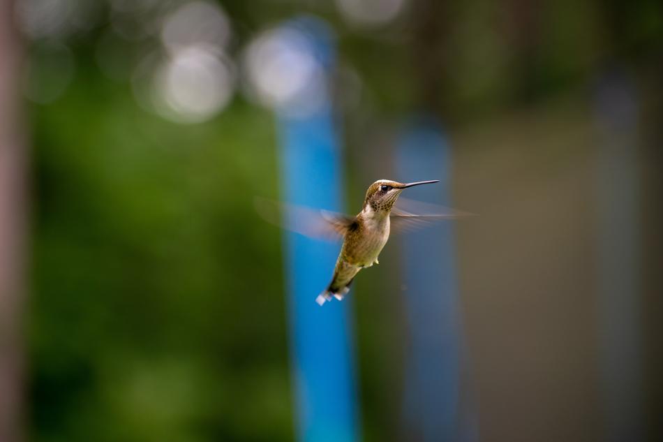 Bird Nature Hummingbird