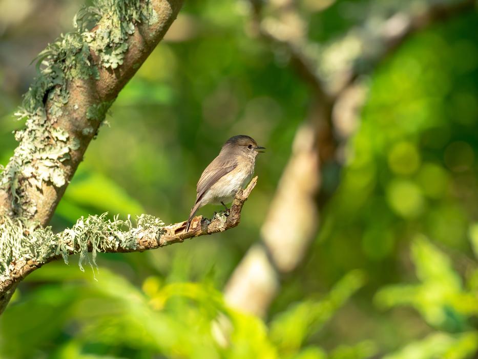 African Dusky Flycatcher Bird