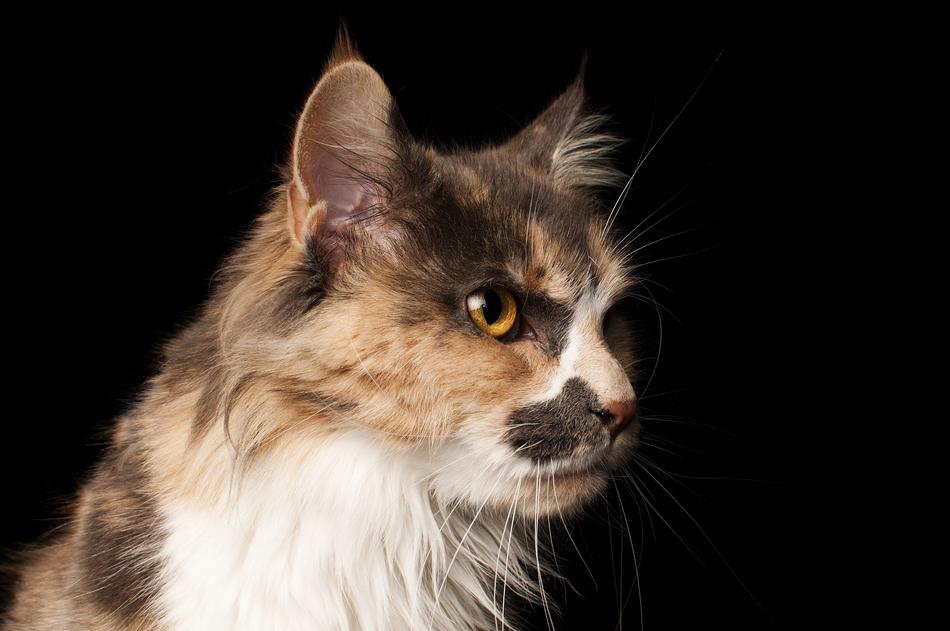 Cute Cat Head portrait