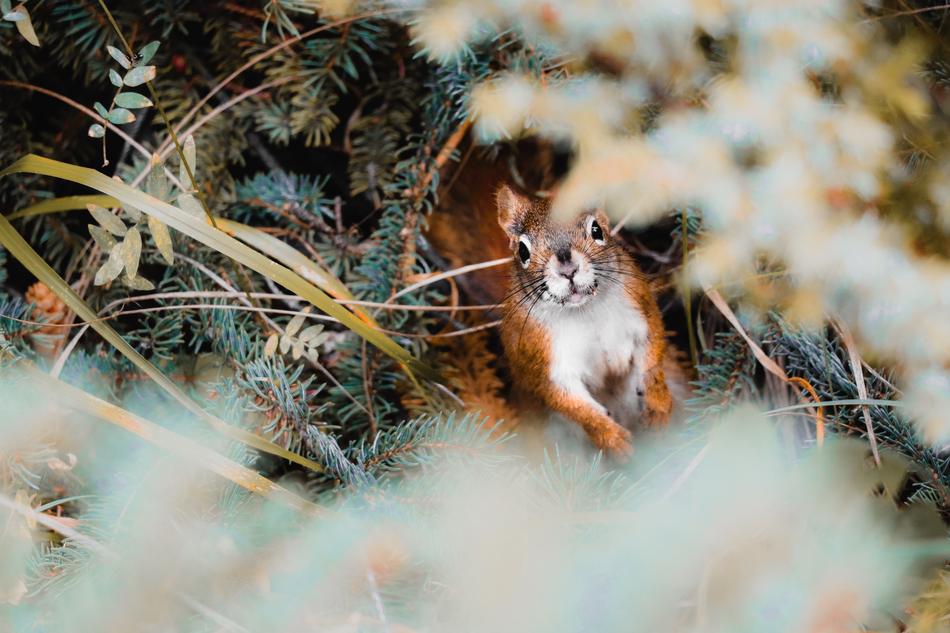 Squirrel Sweet Cute