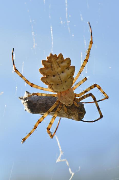Meal Of The Spider Insect Arachnid