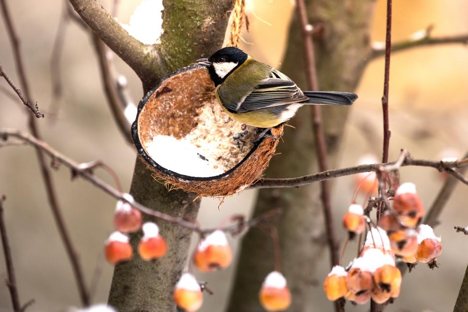 Tit Bird Winter