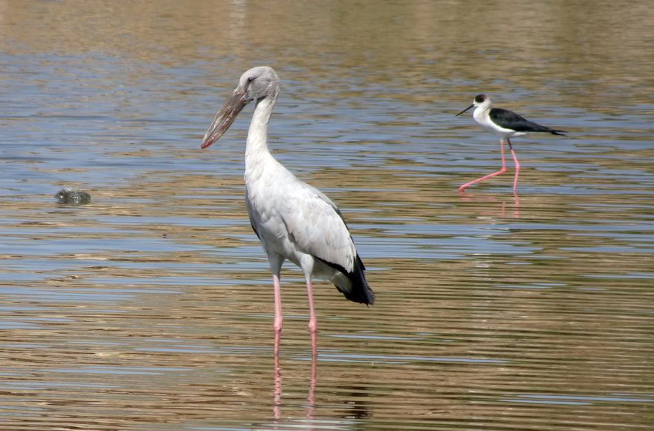 Bird Stork Asian Openbill