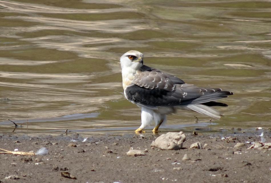 Bird Black-Shouldered Kite Elanus