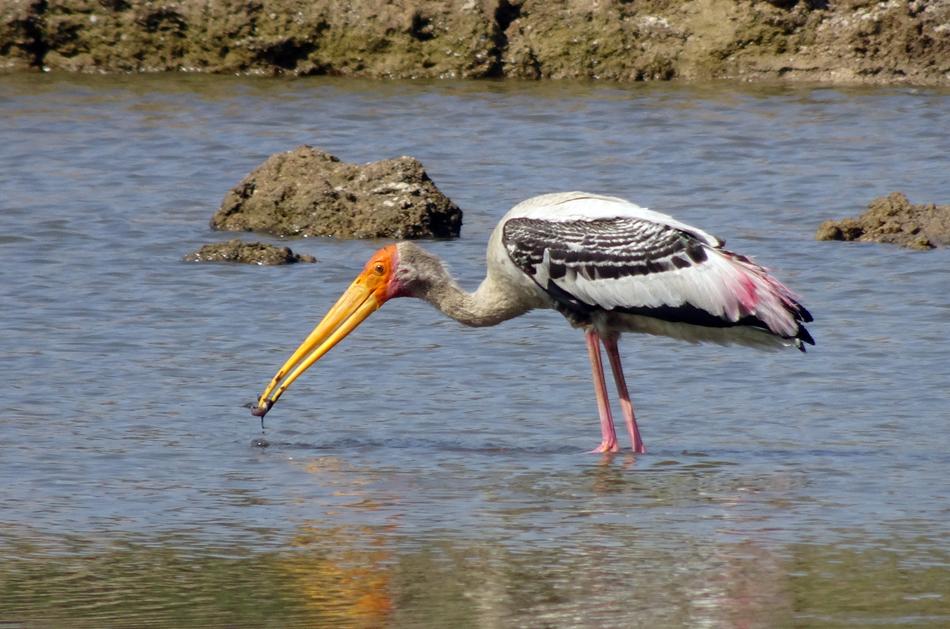 Bird Stork Painted Mycteria