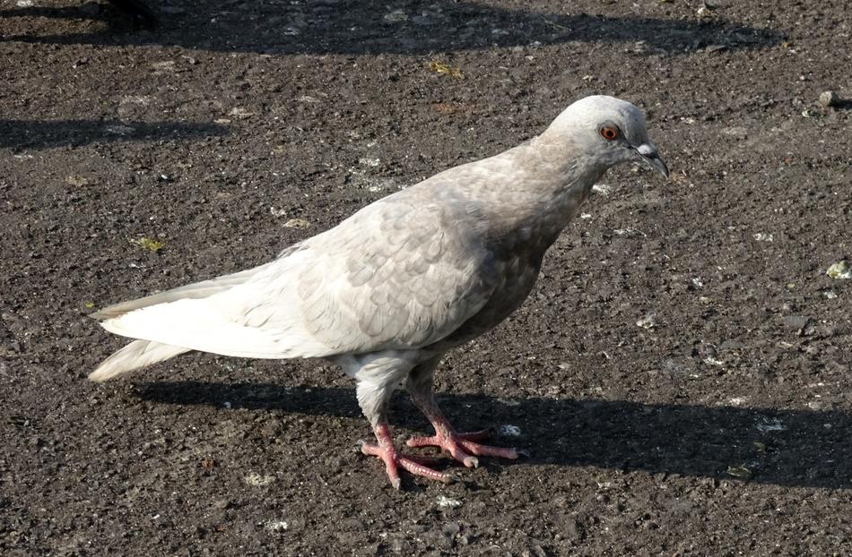 Pigeon Rock Feral