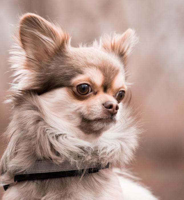 Chihuahua Dog Animal
