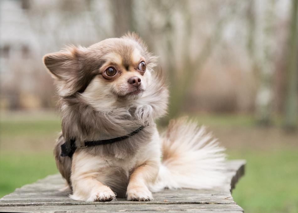 Chihuahua Dog Animal