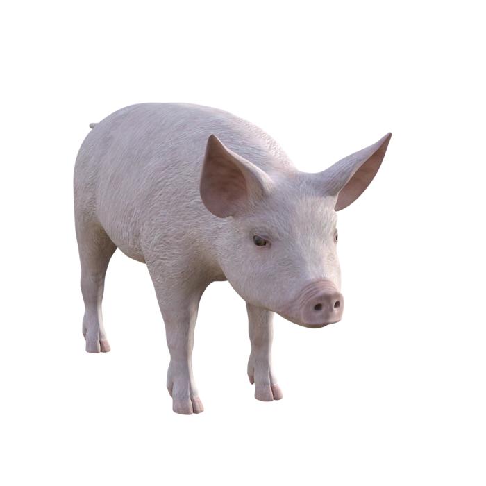 pig farm piglet animals cute pigs