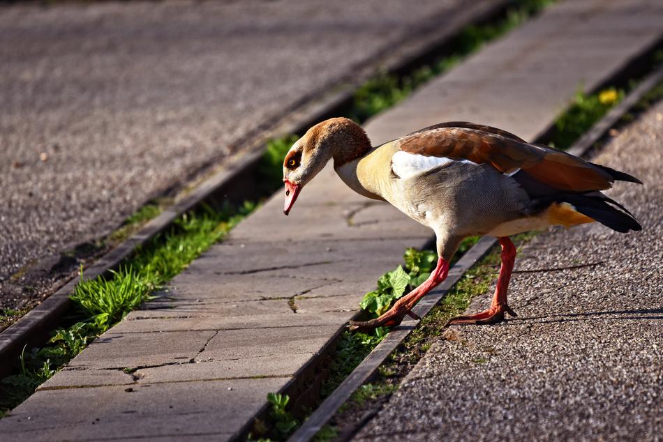 Nile Goose Duck Bird Water