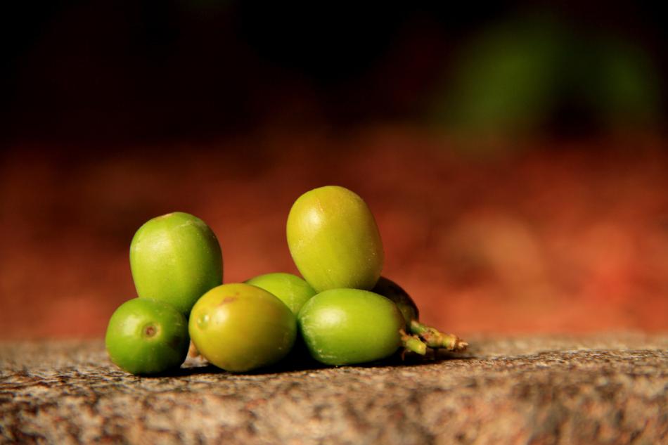 closeup of green berries